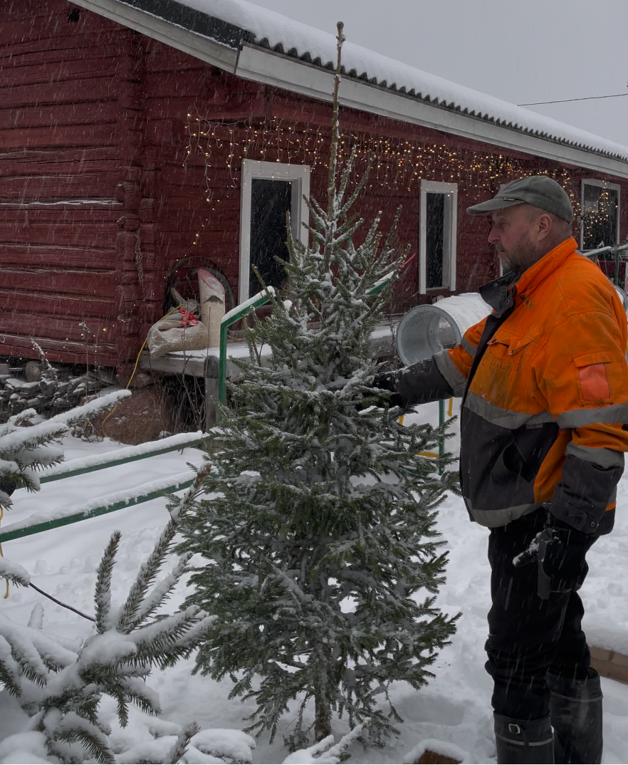 Hopeinen joulukuusi (90–310 cm, kotiinkuljetus)